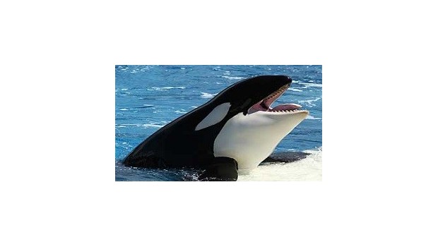 Whale Done! Complete Program Whale Done! Complete Program