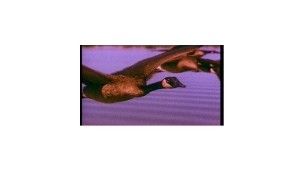 Lessons From Geese Lessons From Geese
