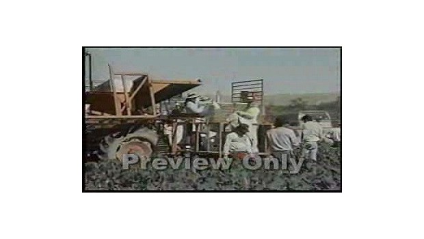 Heat Stress Agriculture Heat Stress Agriculture