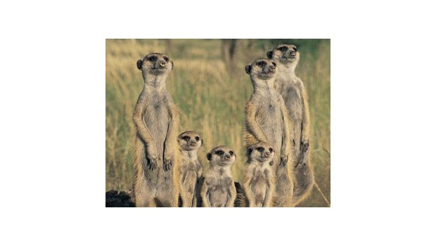 One for All: Teamwork the Meerkat Way