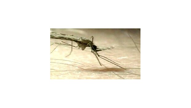 Working Outdoors: Mosquitoes And Ticks Working Outdoors: Mosquitoes And Ticks